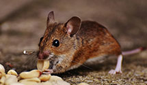 24 Hour & Emergency Exterminators in Iowa Hill, CA